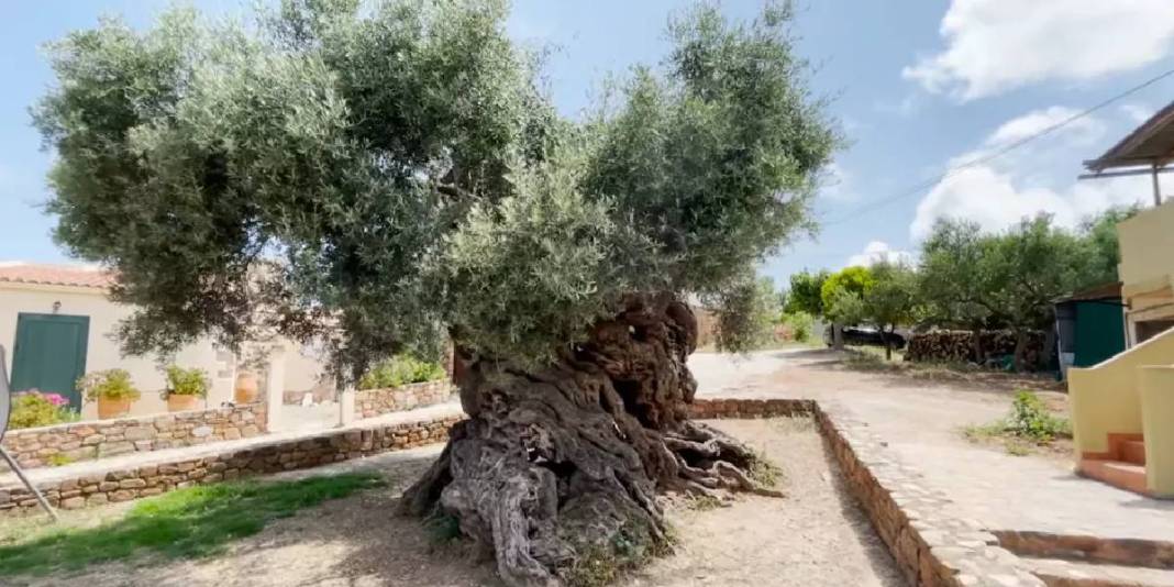 4 bin yıldır hayatta: Dünyanın en yaşlı ağacı yılda 20.000 ziyaretçi çekiyor 5